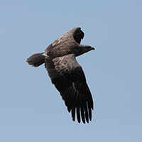Sours and glides with wings held horizontally, but with slightly downward bent wing tips