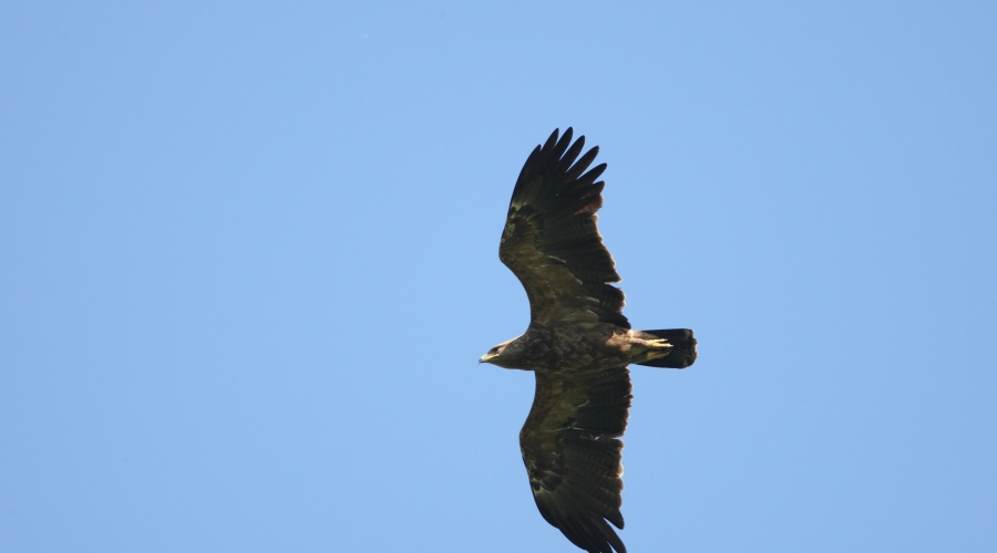 Application for International Conference on the Lesser Spotted Eagle now open